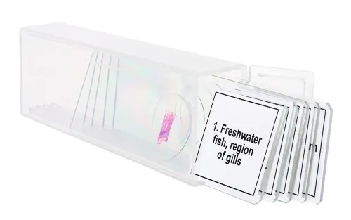Abbildung Mikropräparate-Set Levenhuk Discovery Prof DPS 5. „Amphibien“,  5