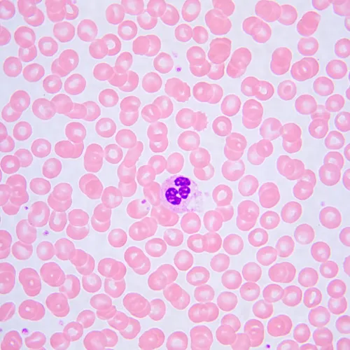 Bild MAGUS Bio 240B Biologisches Mikroskop,  25