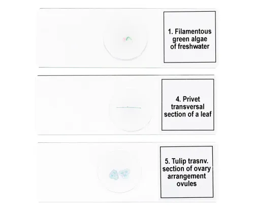 Foto Mikropräparate-Set Levenhuk Discovery Prof DPS 5. „Biologie“,  6