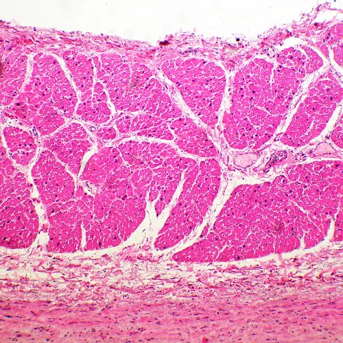 Abbildung MAGUS Bio 260T Biologisches Mikroskop,  19