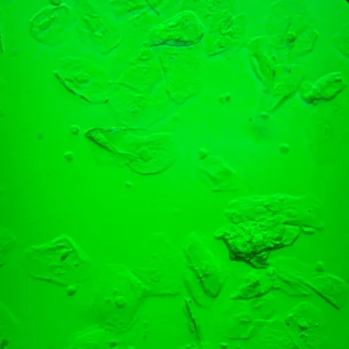 Fotografie MAGUS Bio V360 Biologisches Inverses Mikroskop,  25