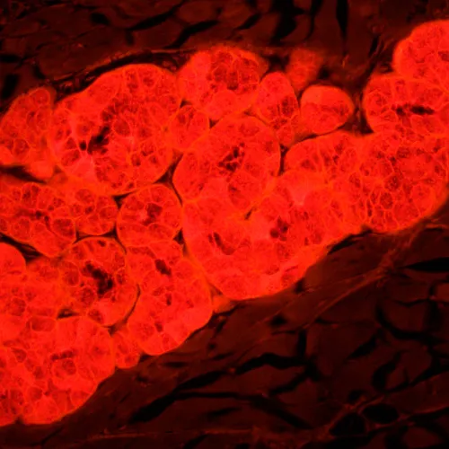 Fotografie  MAGUS Lum 450L Fluoreszenzmikroskop,  25