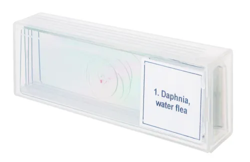 Abbildung Mikropräparate-Set Levenhuk Discovery Prof DPS 5. „Leben in einem Wassertropfen“,  4