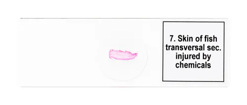 Abbildung Mikropräparate-Set Levenhuk Discovery Prof DPS 25. „Biologie, Vögel, etc.“,  9