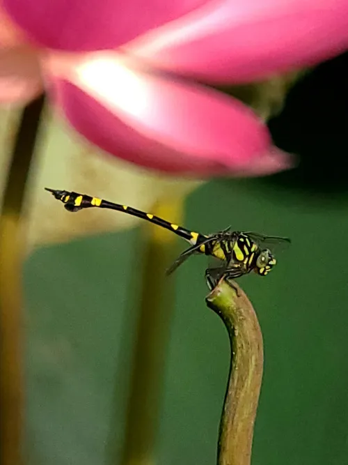Bild Levenhuk Kelvin MAK80 AZ Fototeleskop,  18