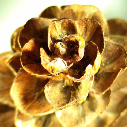 Bild MAGUS Stereo A18T Stereomikroskop,  2