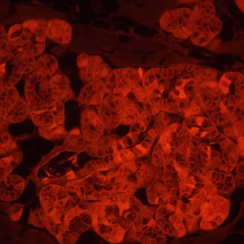 Foto MAGUS Lum V500L Inverses Fluoreszenzmikroskop,  18