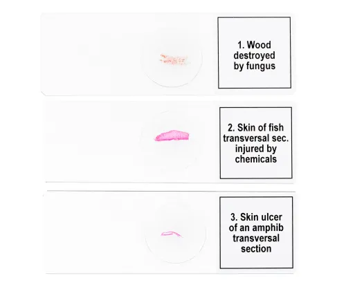 Bild Mikropräparate-Set Levenhuk Discovery Prof DPS 5. „Mutationen“,  6