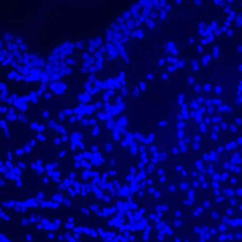 Bild MAGUS Lum D470L Fluoreszenz-Digitalmikroskop,  27