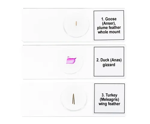 Fotografie Mikropräparate-Set Levenhuk Discovery Prof DPS 5. „Vögel“,  6