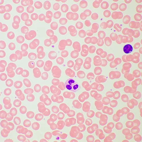 Abbildung MAGUS Bio 260T Biologisches Mikroskop,  21