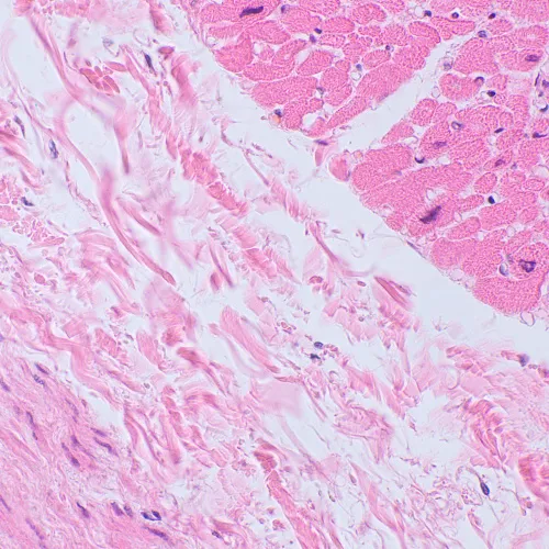 Foto MAGUS Bio 250BL Biologisches Mikroskop,  20