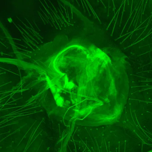 Bild MAGUS Lum D470L Fluoreszenz-Digitalmikroskop,  30