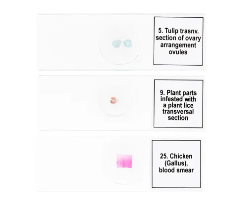 Abbildung Mikropräparate-Set Levenhuk Discovery Prof DPS 25. „Biologie, Vögel, etc.“,  8