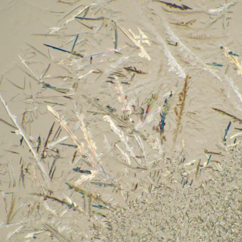 Fotografie MAGUS Bio 230T Biologisches Mikroskop,  22