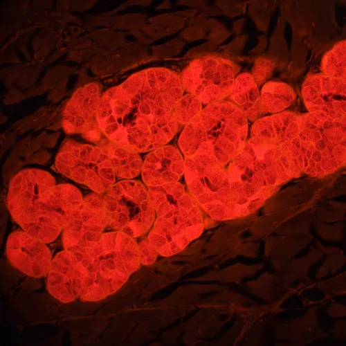 Foto MAGUS Lum 460L Fluoreszenzmikroskop,  22
