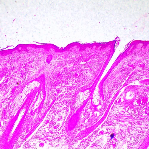 Abbildung MAGUS Bio 290T Biologisches Mikroskop,  23