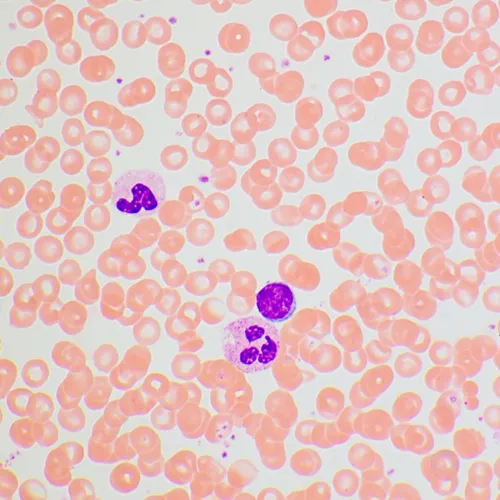 Foto MAGUS Bio 270T Biologisches Mikroskop,  25