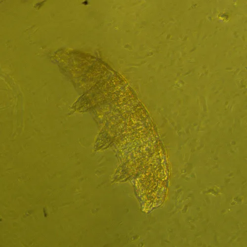 Bild MAGUS Bio VD360 Biologisches Inverses Digitalmikroskop,  27