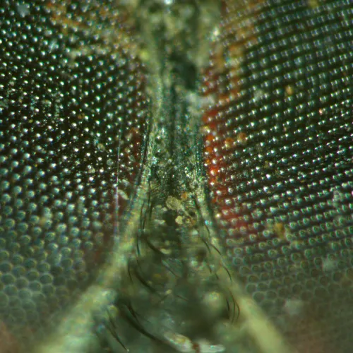 Bild MAGUS Stereo A18T Stereomikroskop,  5