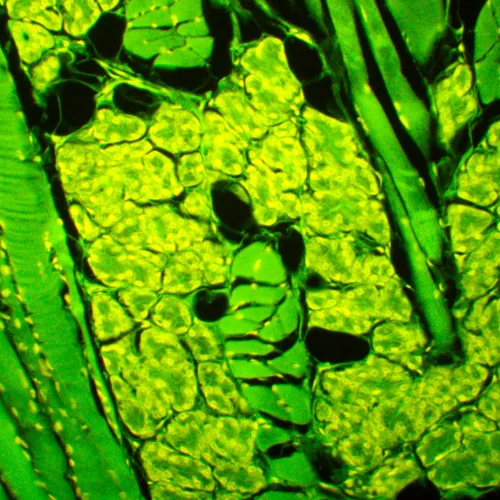 Fotografie  MAGUS Lum 450L Fluoreszenzmikroskop,  23