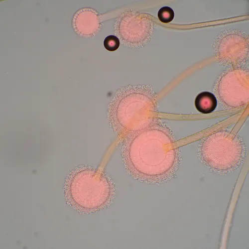 Foto MAGUS Bio 270T Biologisches Mikroskop,  22