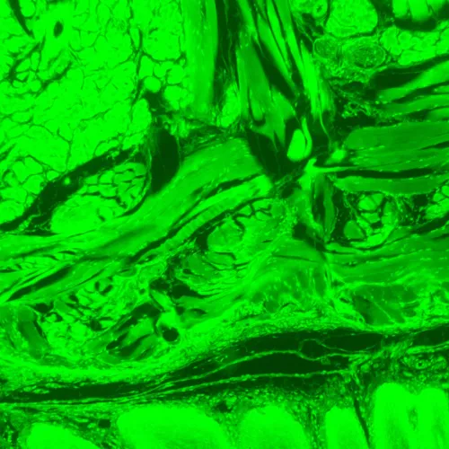 Bild MAGUS Lum D470L Fluoreszenz-Digitalmikroskop,  28