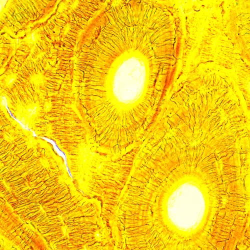 Foto MAGUS Bio D250T Biologisches Digitalmikroskop,  28