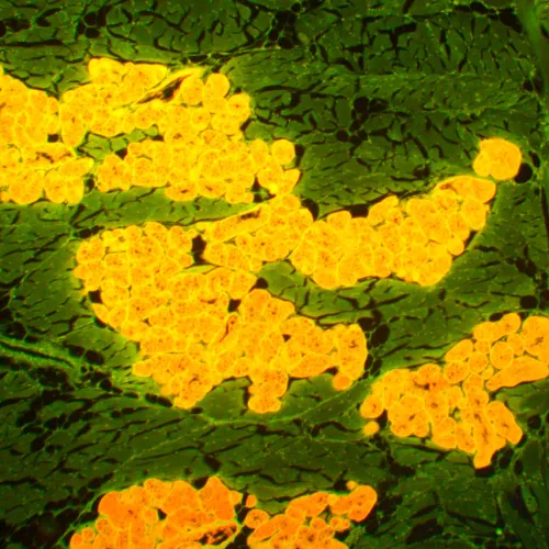 Fotografie  MAGUS Lum 450L Fluoreszenzmikroskop,  22