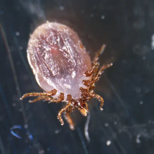 Bild MAGUS Stereo A18T Stereomikroskop,  4