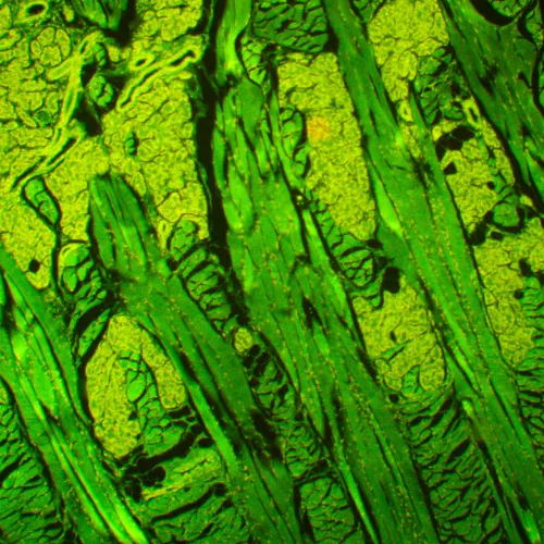 Fotografie  MAGUS Lum 450L Fluoreszenzmikroskop,  21