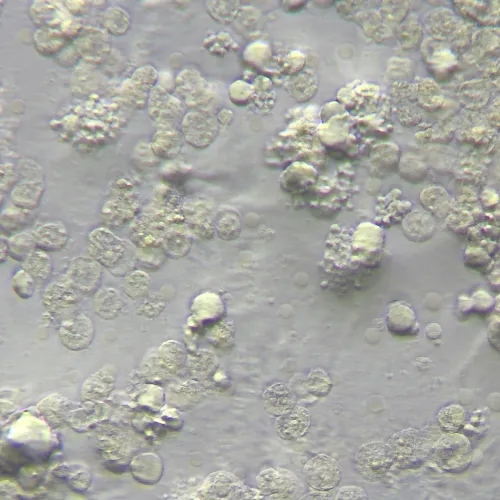 Fotografie MAGUS HCM360 Gerät zur Arbeit mit dem Hoffmanschen Modulationskontrast, mit Objektivsatz,  15