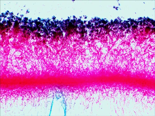 Foto Levenhuk N80 NG Objektträger-Set „Um alles zu sehen!“,  12