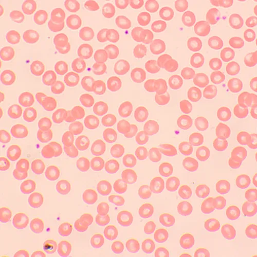 Bild MAGUS Bio 250TL Biologisches Mikroskop,  22