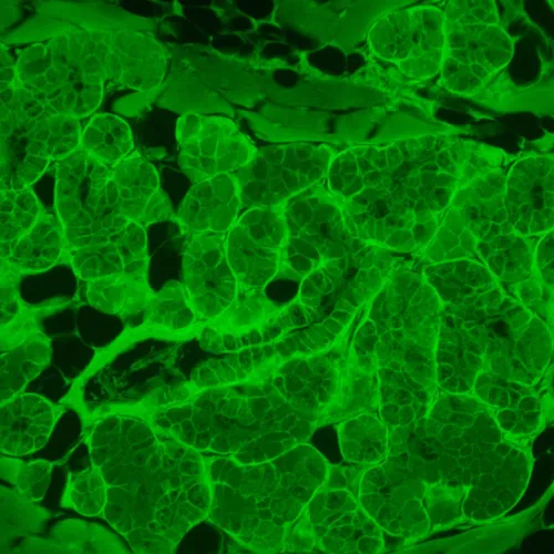 Foto MAGUS Lum V500L Inverses Fluoreszenzmikroskop,  17