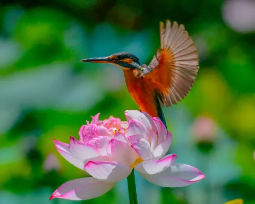 Fotografie Levenhuk Kelvin MAK60 Mini-AZ-Fototeleskop,  14