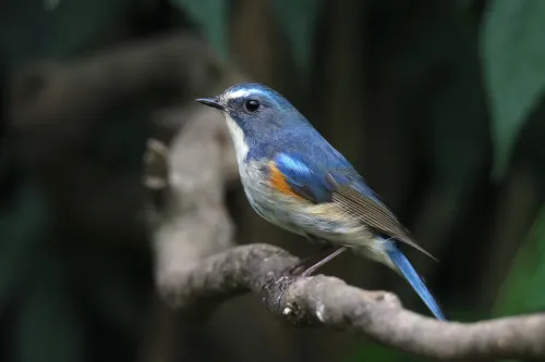 Bild Levenhuk Kelvin MAK80 AZ Fototeleskop,  15