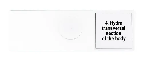 Abbildung Mikropräparate-Set Levenhuk Discovery Prof DPS 5. „Leben in einem Wassertropfen“,  8