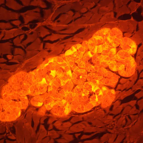 Bild MAGUS Lum D470L Fluoreszenz-Digitalmikroskop,  29