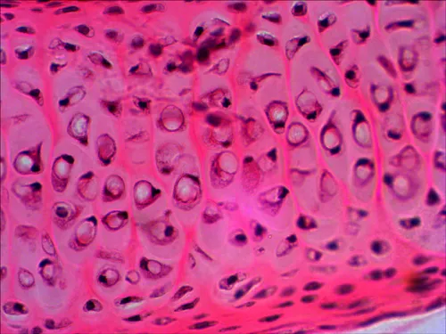 Bild Levenhuk N20 NG Objektträger-Set mit vorbereiteten Proben,  10