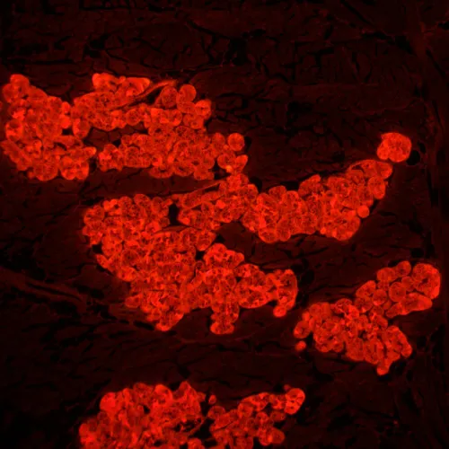 Fotografie  MAGUS Lum 450L Fluoreszenzmikroskop,  24