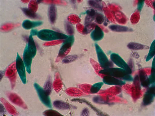 Bild Levenhuk N38 NG Objektträger-Set mit vorbereiteten Proben,  12