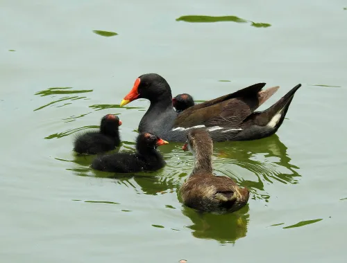 Bild Levenhuk Kelvin MAK80 AZ Fototeleskop,  17