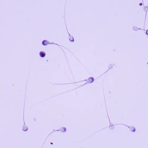 Abbildung MAGUS Bio 260T Biologisches Mikroskop,  23