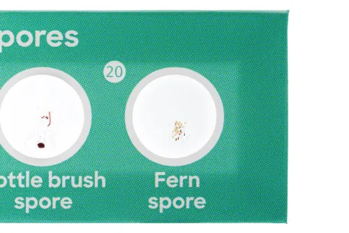 Bild Levenhuk Discovery Flora – Präpariertes Pflanzen-Probenträgerset, 12 Stück,  4