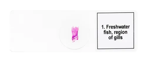 Abbildung Mikropräparate-Set Levenhuk Discovery Prof DPS 5. „Amphibien“,  7