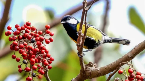 Abbildung Levenhuk Kelvin MAK127 AZ GOTO Wi-Fi Fototeleskop,  13