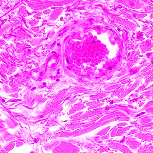 Abbildung MAGUS Bio 290T Biologisches Mikroskop,  24