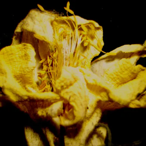 Abbildung MAGUS Stereo 9T Stereomikroskop,  23