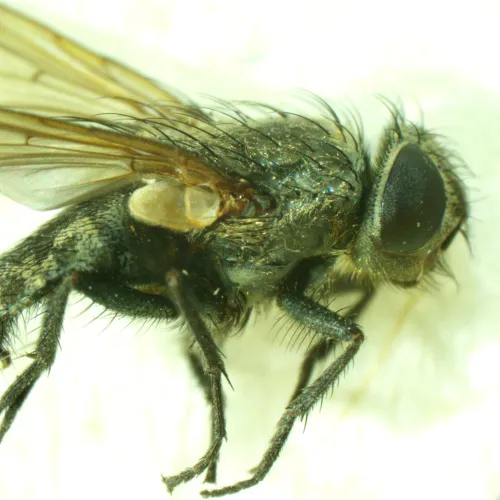 Bild MAGUS Stereo A6 Stereomikroskop,  15